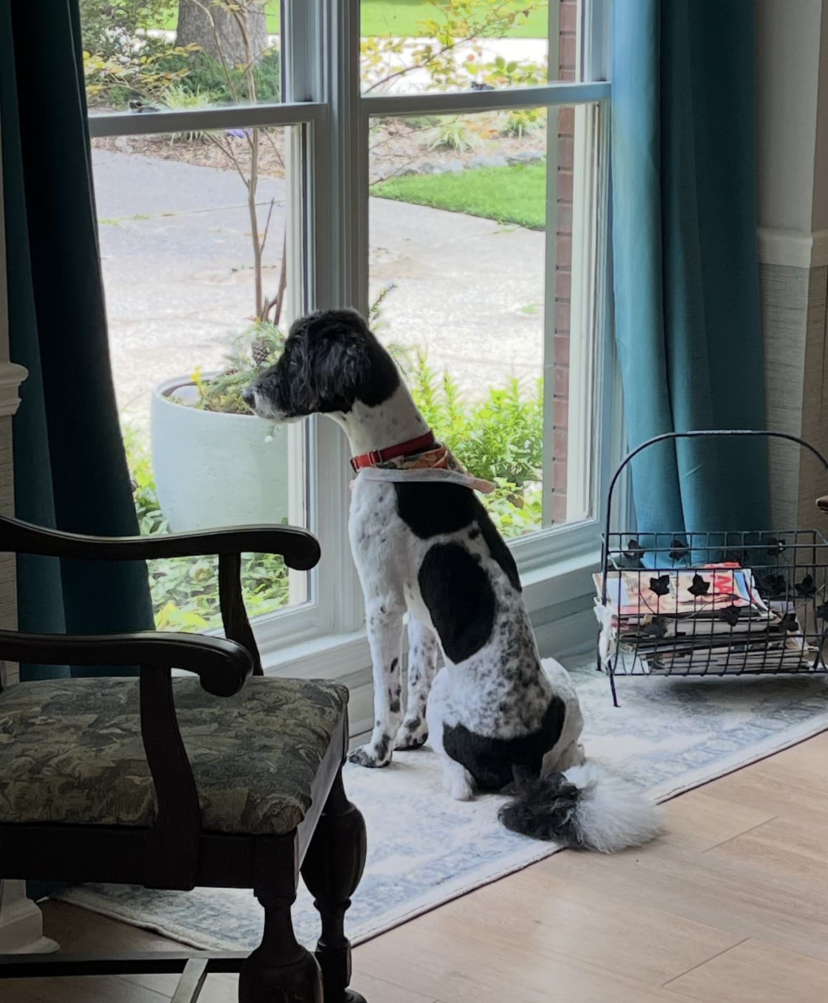 A rescued black-and-white dog watching out the window