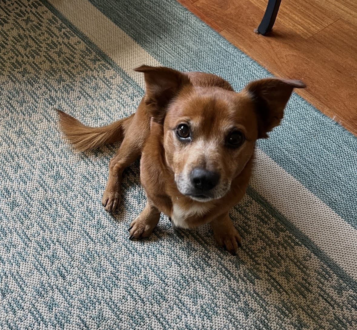 A rescued brown dog looking up from the rug