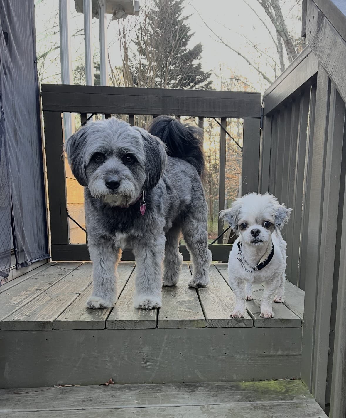 Two rescued dogs together on the porch