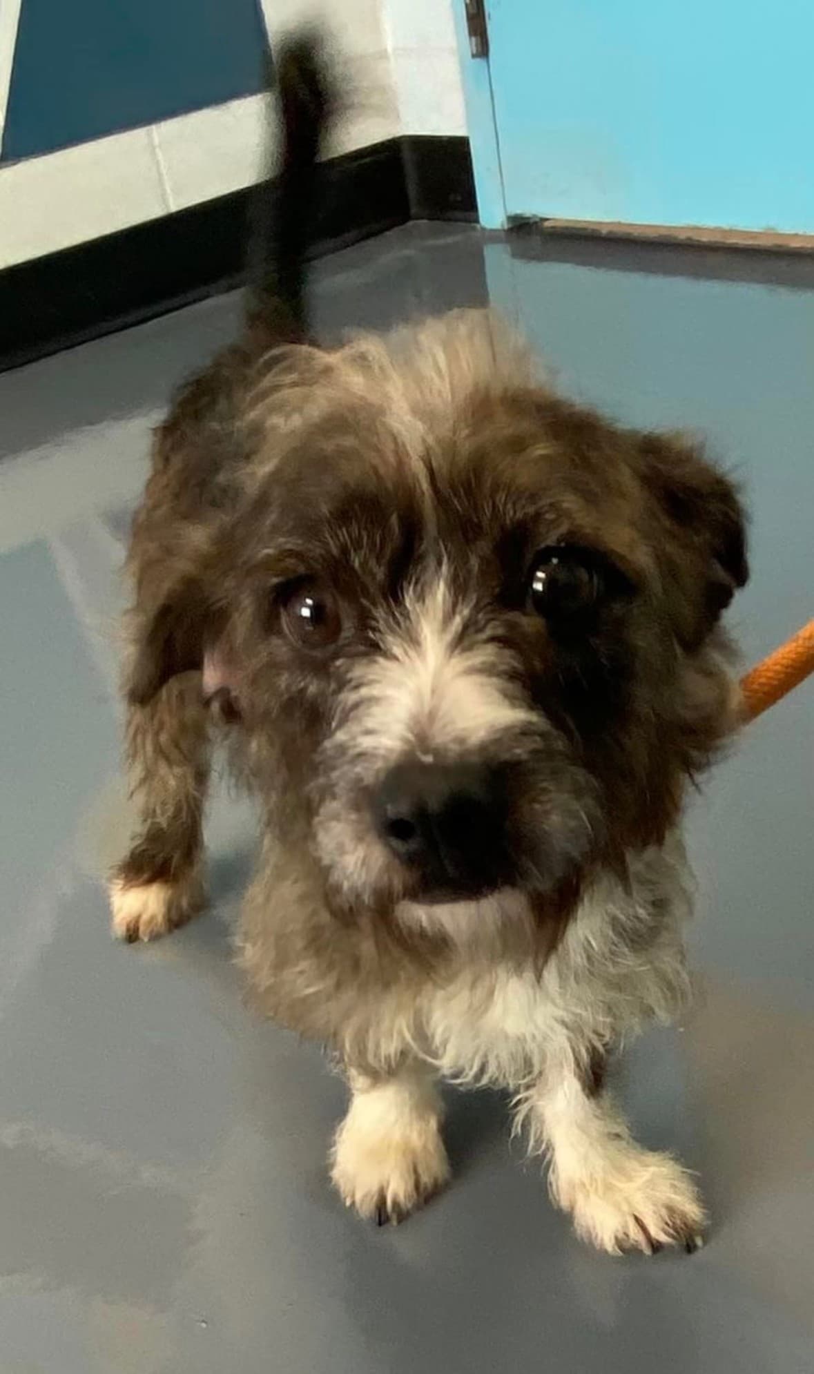 A scruffy rescued puppy with hopeful eyes