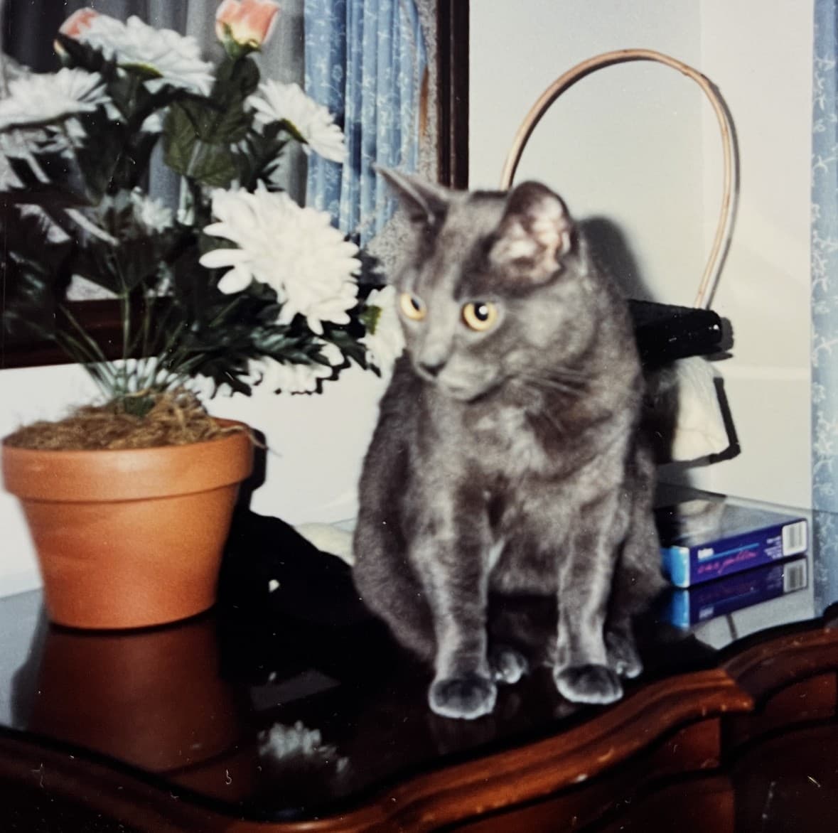 A rescued grey cat resting by the flowers