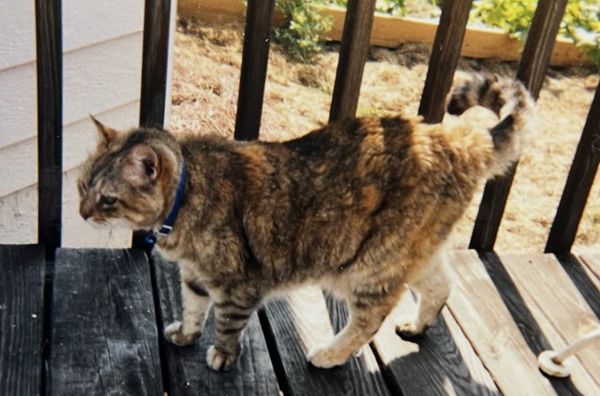 A rescued tortoiseshell cat exploring the porch