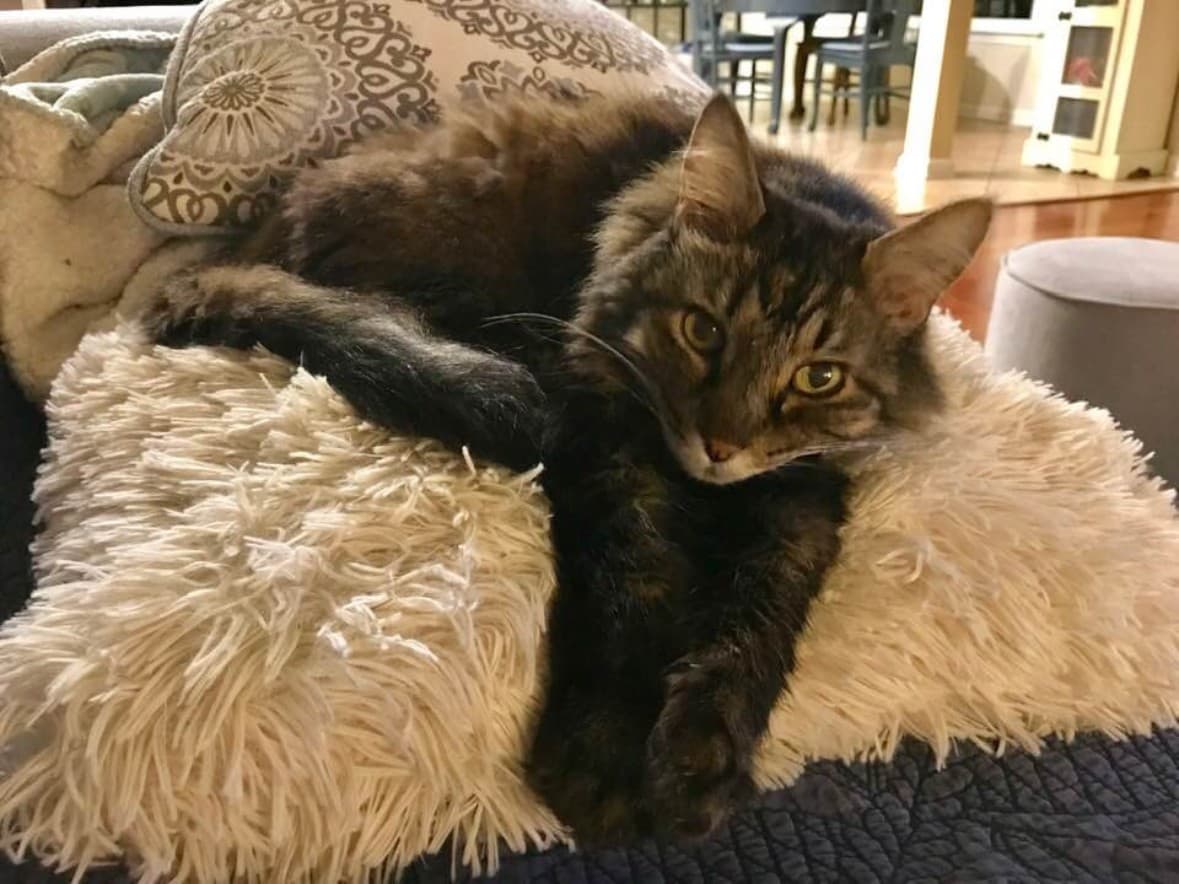 A rescued tabby cat curled up in a cozy bed