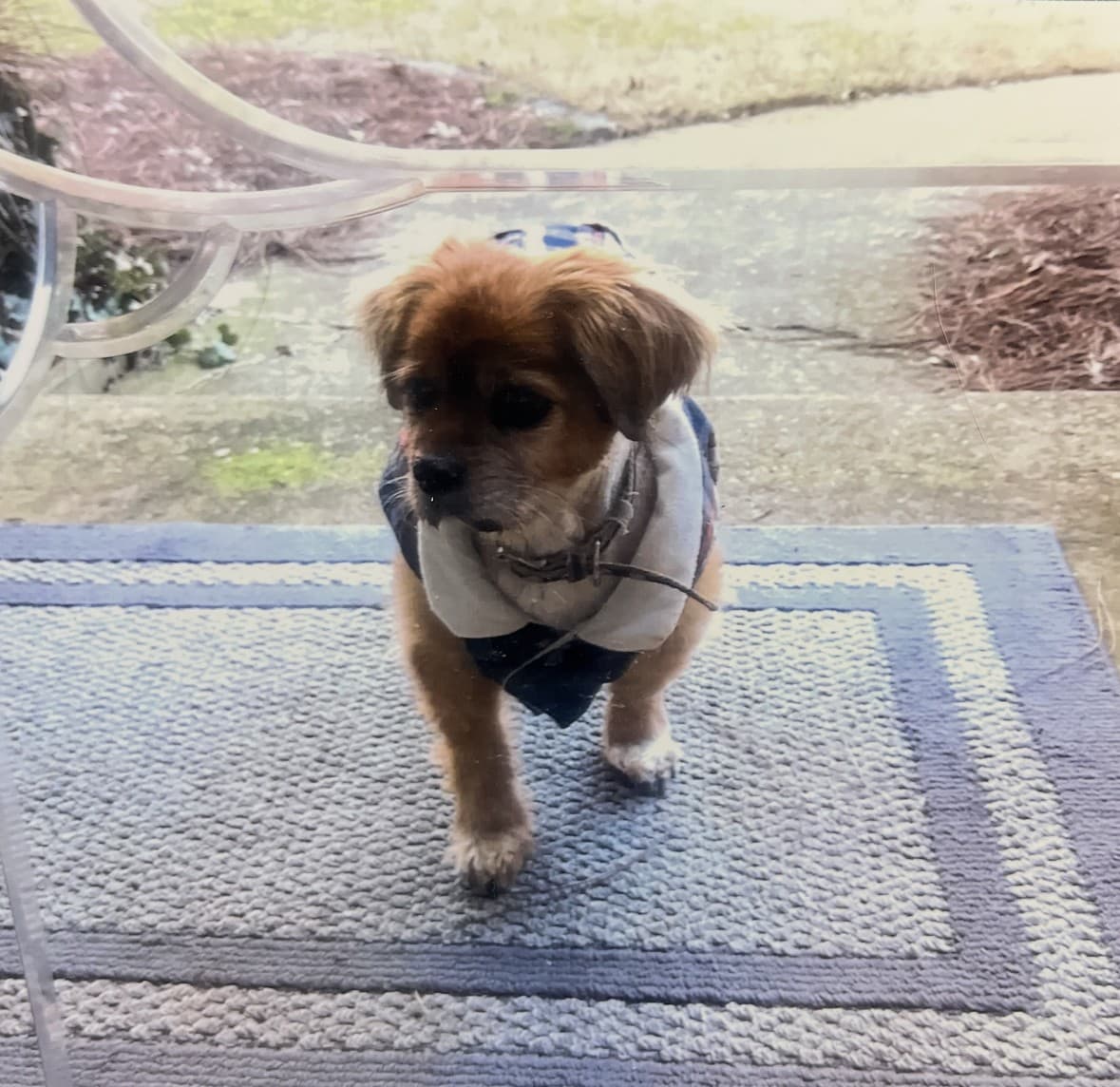 A fluffy rescued puppy in a little sweater