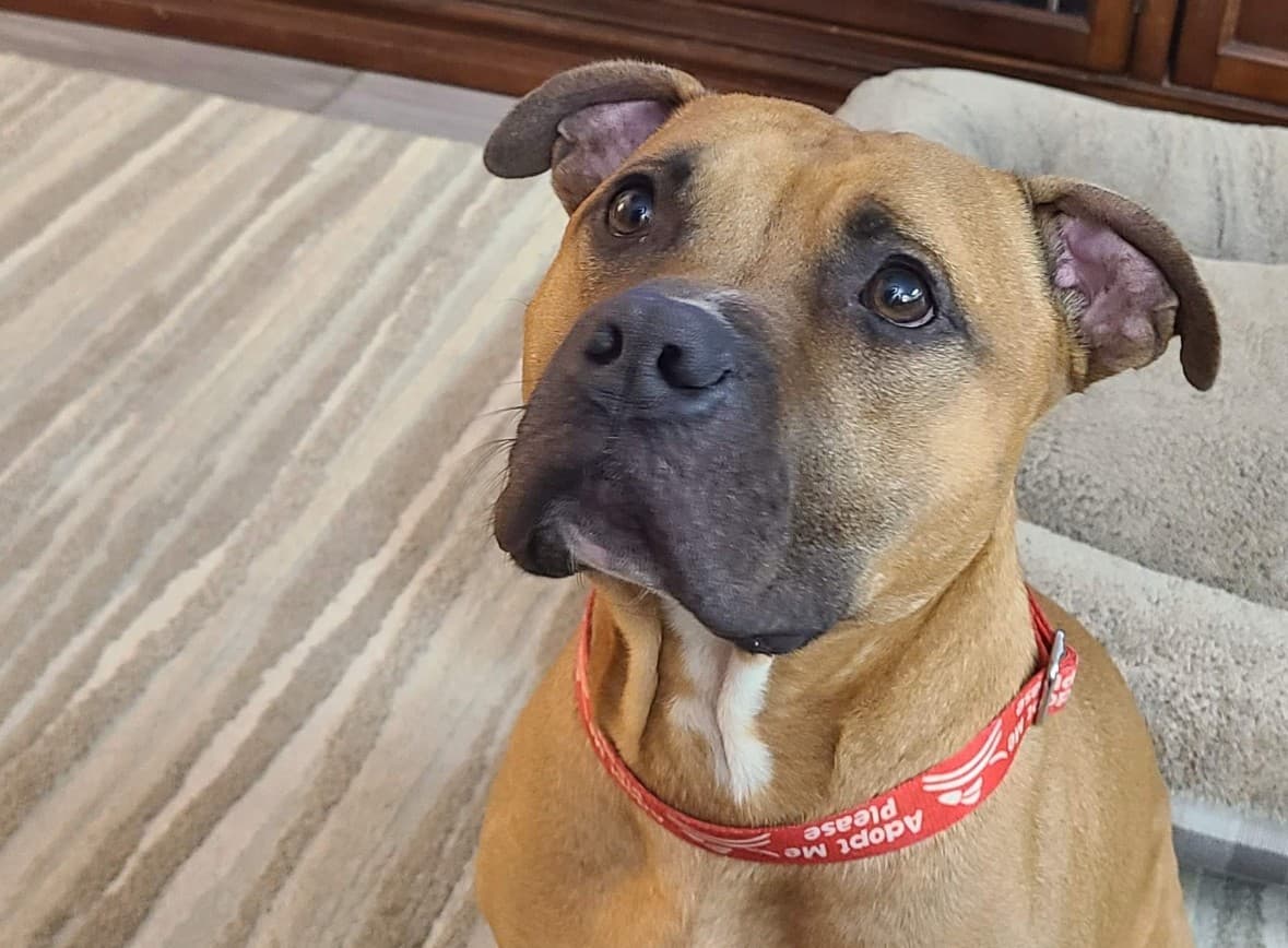 A rescued tan pup with a red collar and a sweet face
