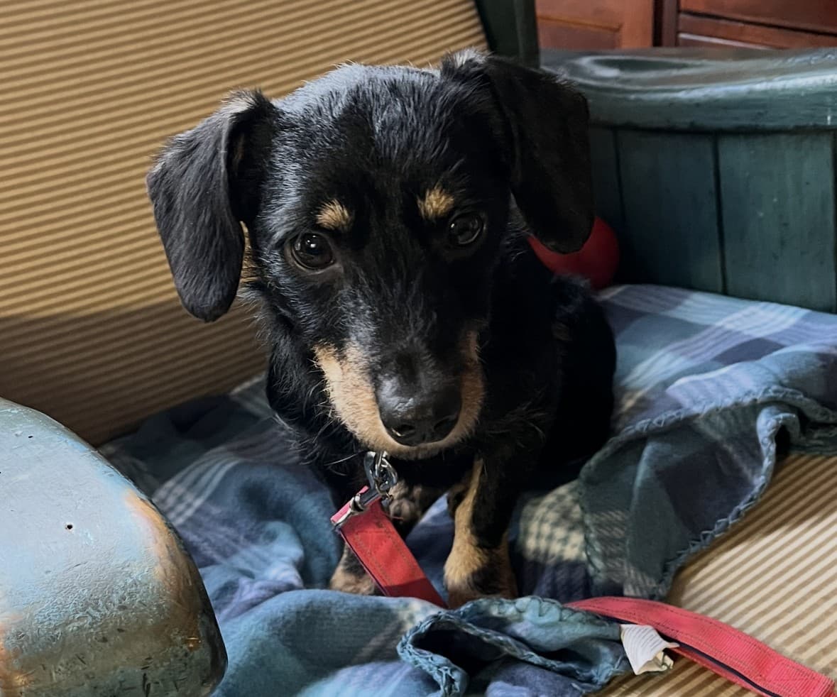 A rescued black-and-tan dachshund settled in for a nap