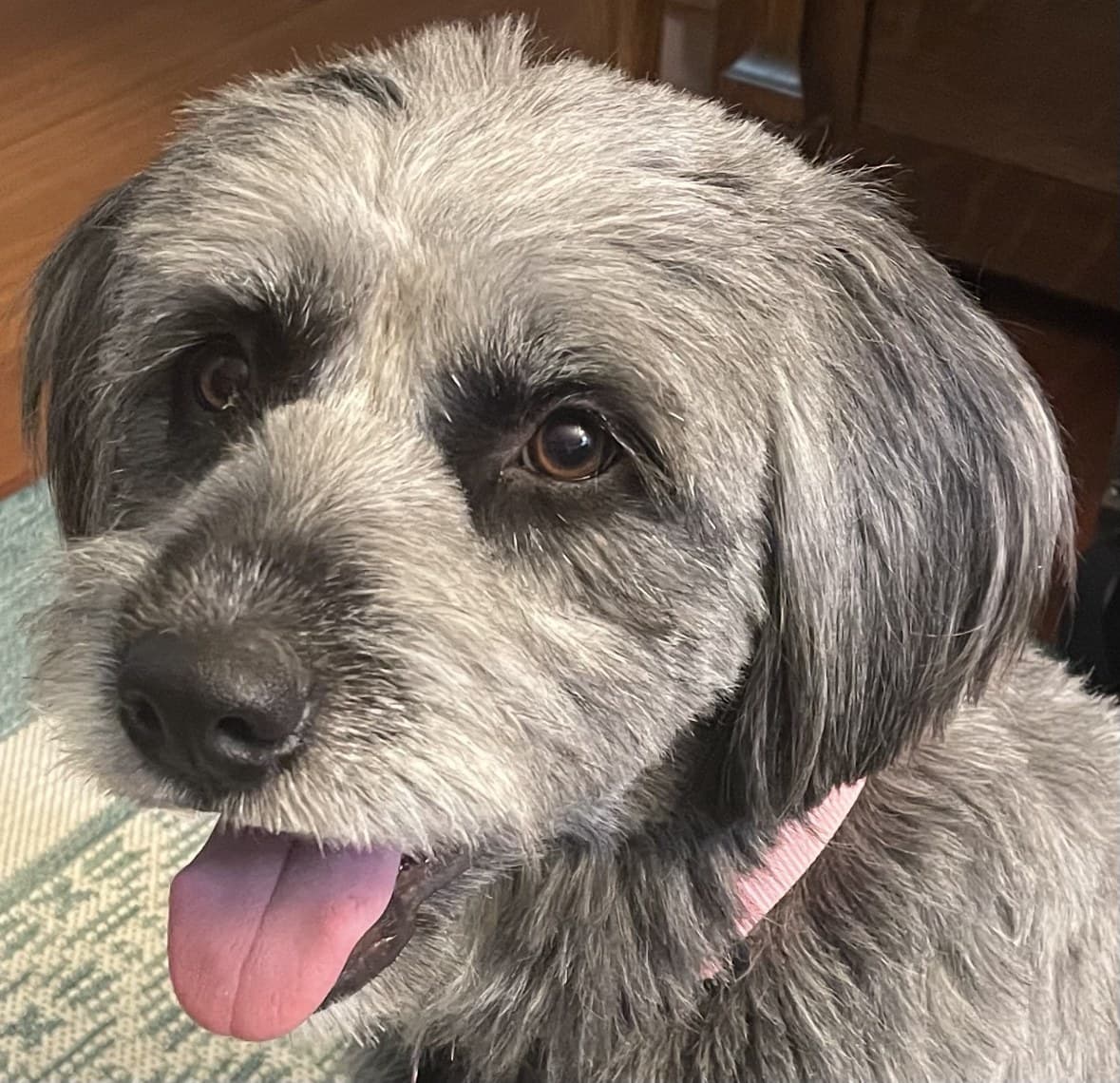 Tillie, the rescue dog the sanctuary is named for